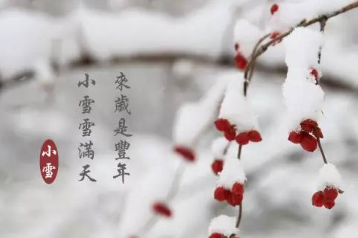 小雪铲白菜,指小雪时节适合