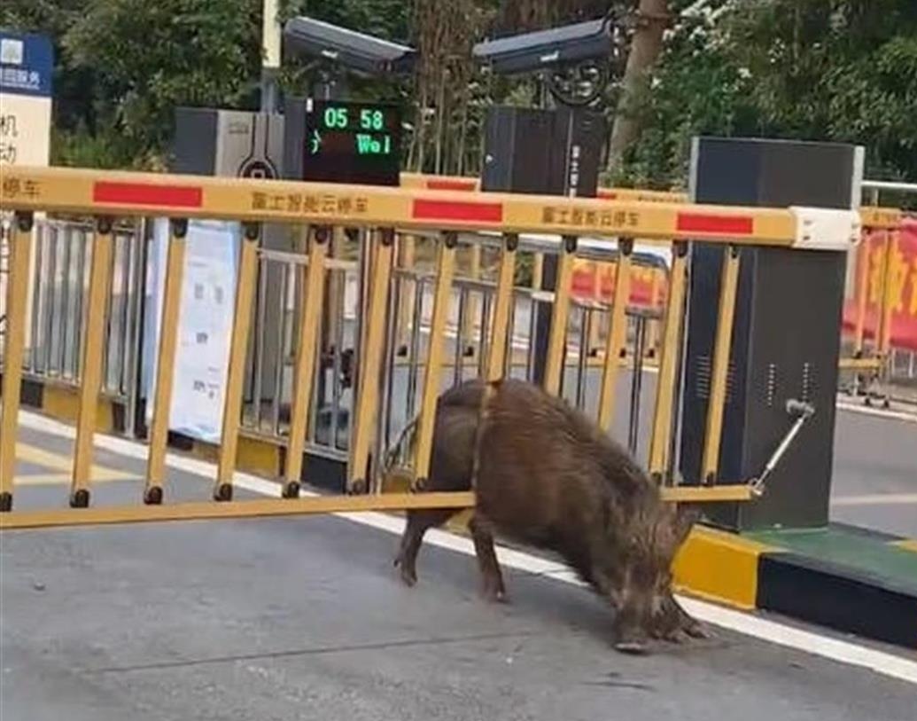 镇江一野猪强闯小区被卡大门栅栏，这是一幕什么样的场景？