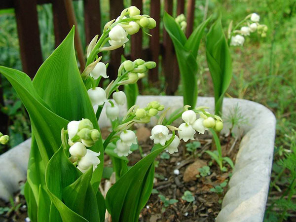 铃兰的花语是什么？