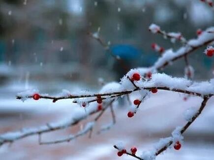 梅须逊雪三分白雪却输梅一段香的意思是什么?