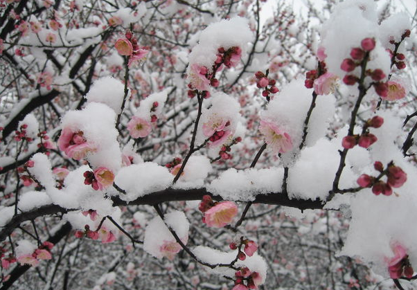 我爱你塞北的雪歌词