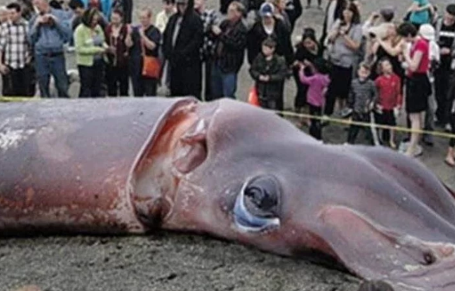 海底十大神秘生物