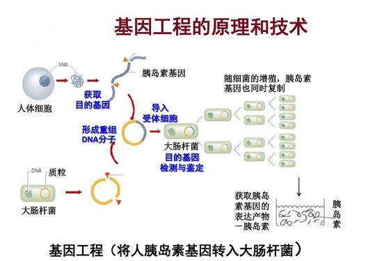 基因工程的原理是什么？是不是基因重组