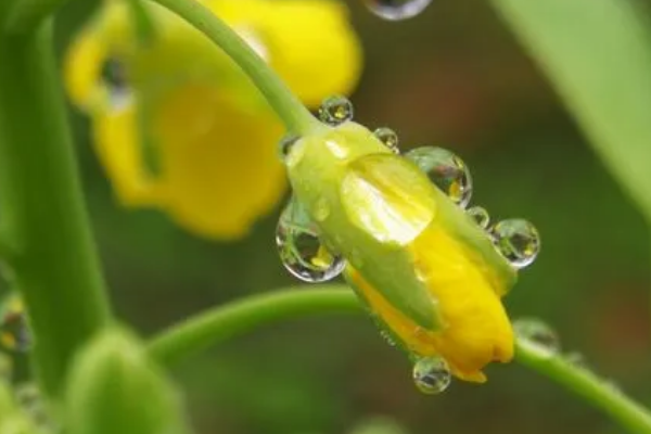 春雨是什么颜色的?