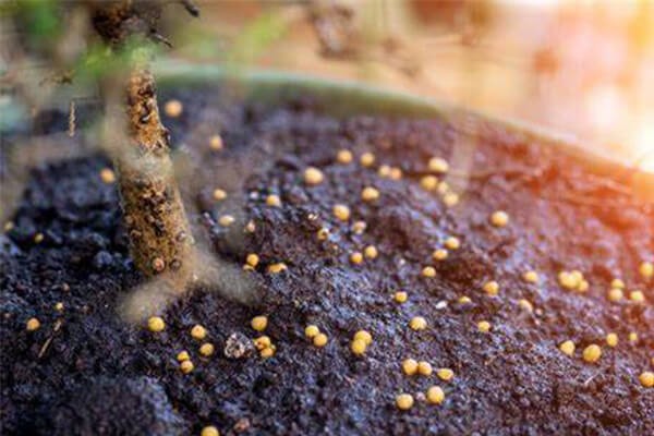 生物菌肥和生物菌剂区别？