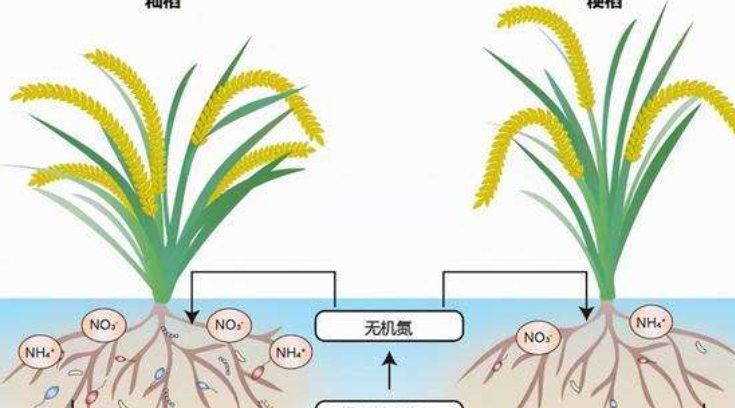 杂交水稻都给谁吃了?