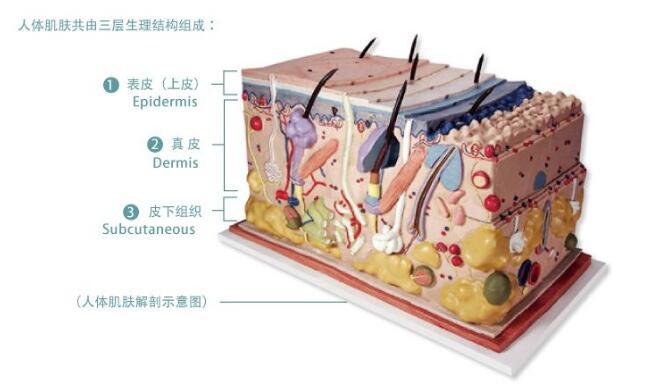 美版超声刀多久做一次合适