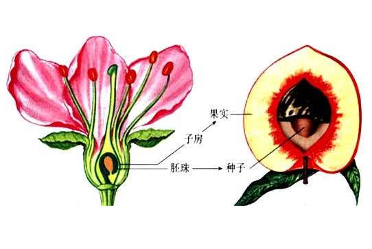 开两性花的植物有性染色体吗