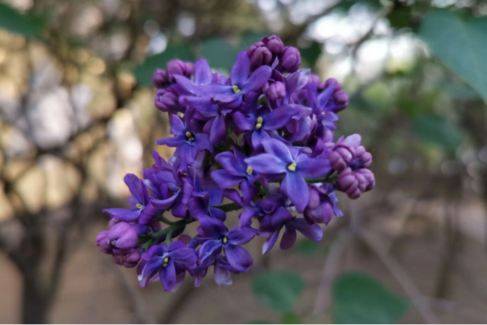 丁香花几月份开