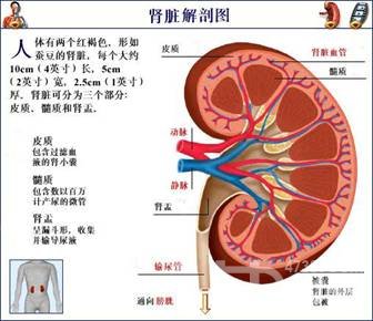 肾衰竭的治疗