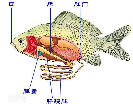 鱼是如何排泄的？