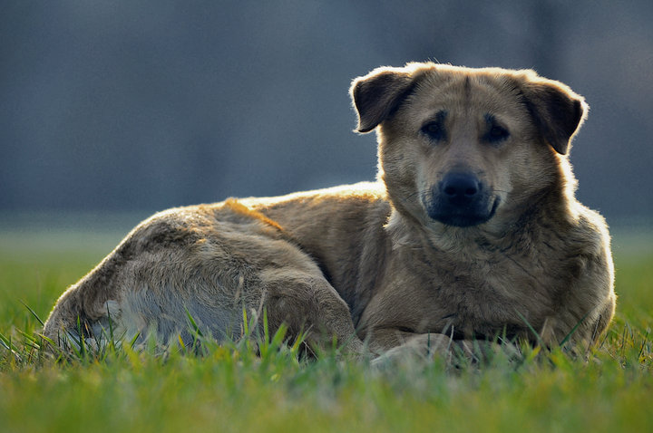 济南拟对遗弃犬只罚款2000元，你支持吗？