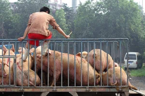 猪价迎来大跳水，市场暴跌的具体原因是什么？