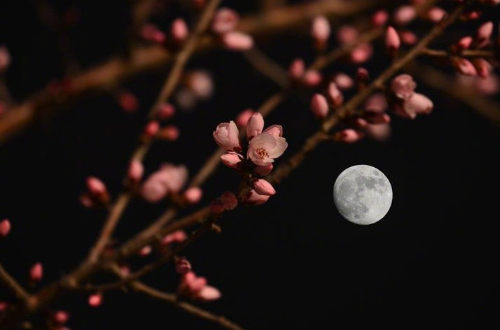 花有清香月有阴的上一句