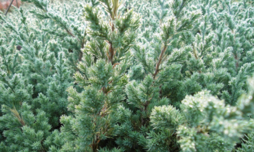 柏科植物有哪些？