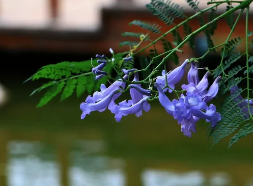 花楹花有几种、花语分别是什么