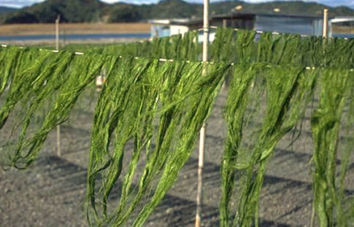 海苔主要有哪种海藻制作而成