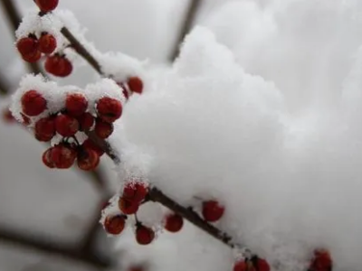 三月飞雪经典句子是什么?