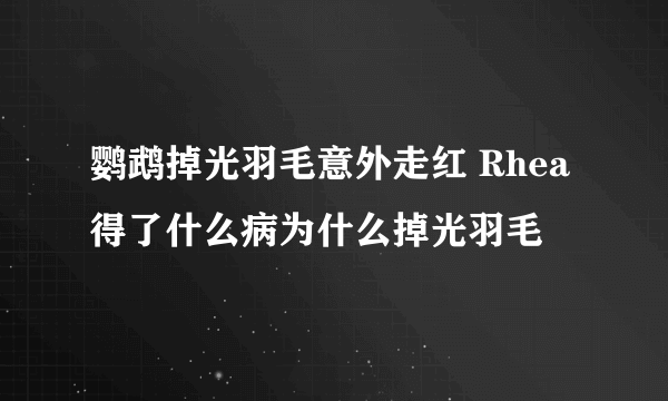 鹦鹉掉光羽毛意外走红 Rhea得了什么病为什么掉光羽毛