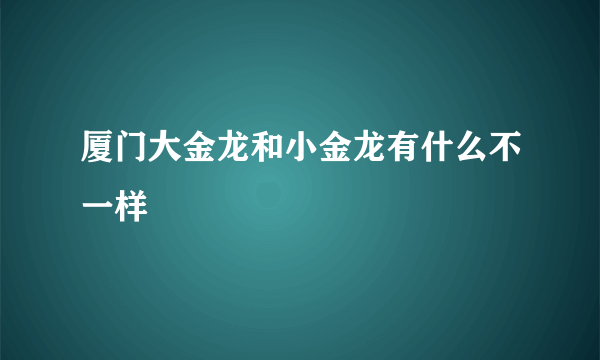 厦门大金龙和小金龙有什么不一样