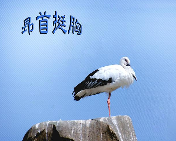 昂这个字怎么读