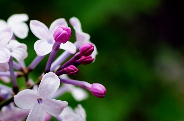 为什么把丁香花比喻成“丁香结”？