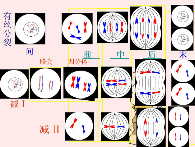 秋水仙素的作用原理是什么？