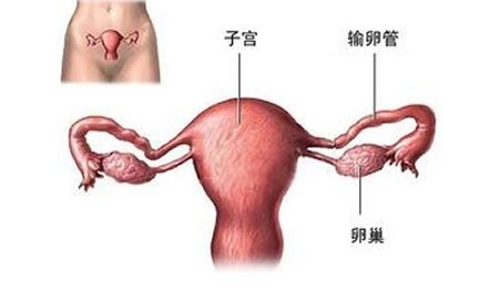 多次流产的原因