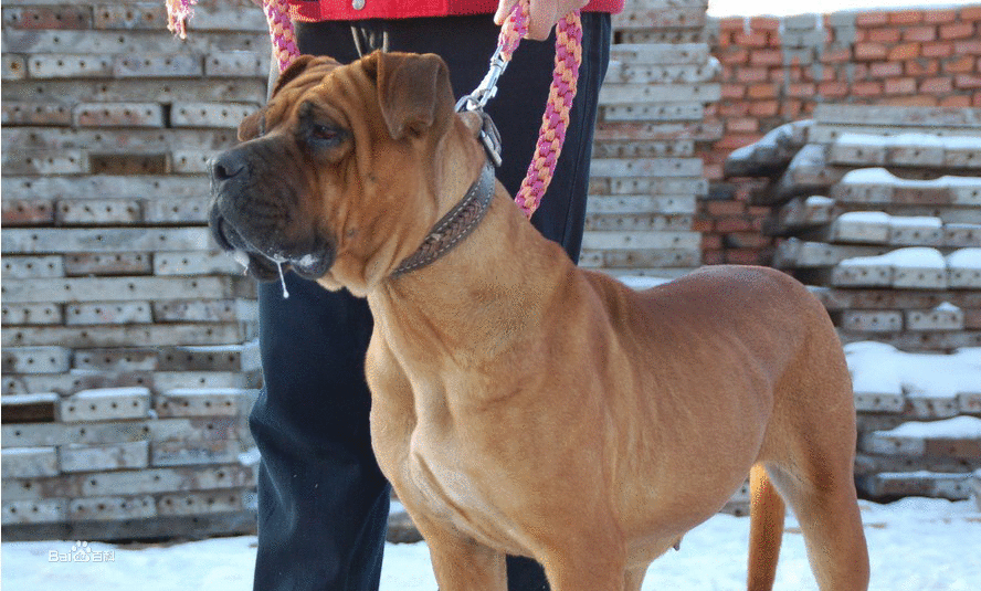 日本土佐犬的简介