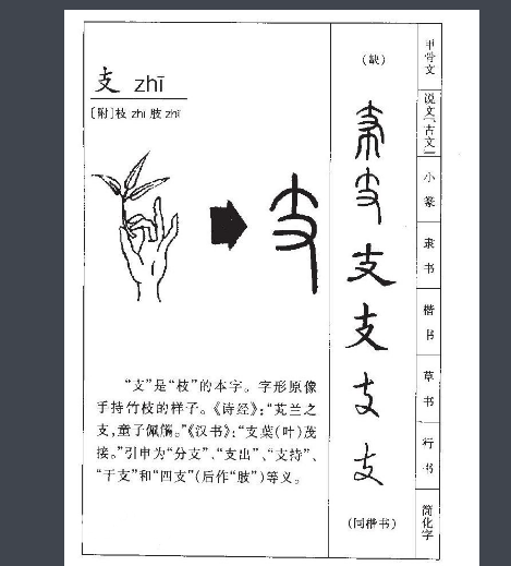 支是什么结构的字