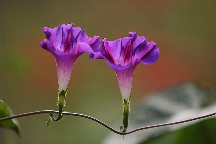 花儿词语