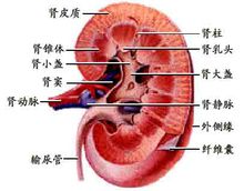 肾脏衰竭的征兆是什么？