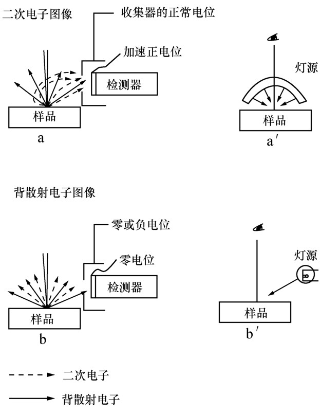 扫描电镜