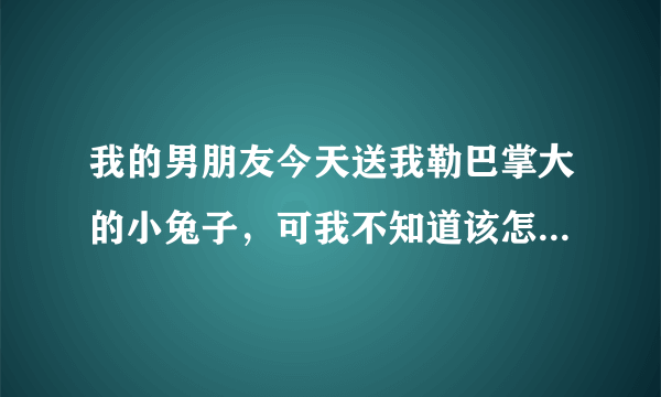 我的男朋友今天送我勒巴掌大的小兔子，可我不知道该怎么喂养它？请哪位高手指点？