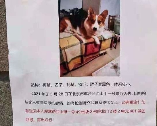 北京一寻狗启示火了，捡到爱犬就送北京一套房，最后送了吗？