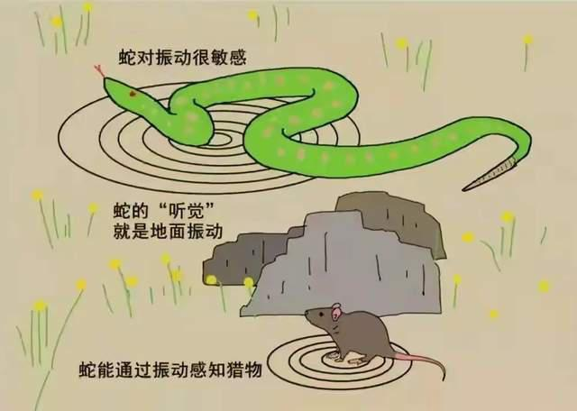 重庆女子江边散步被蛇咬伤肿胀如馒头，日常出行应如何避免此类事件的发生？