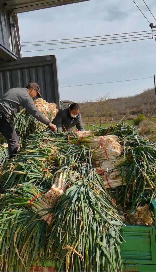 50万斤大葱滞销，曾驰援武汉的“大葱哥”急需帮助，为什么多地蔬菜滞销？