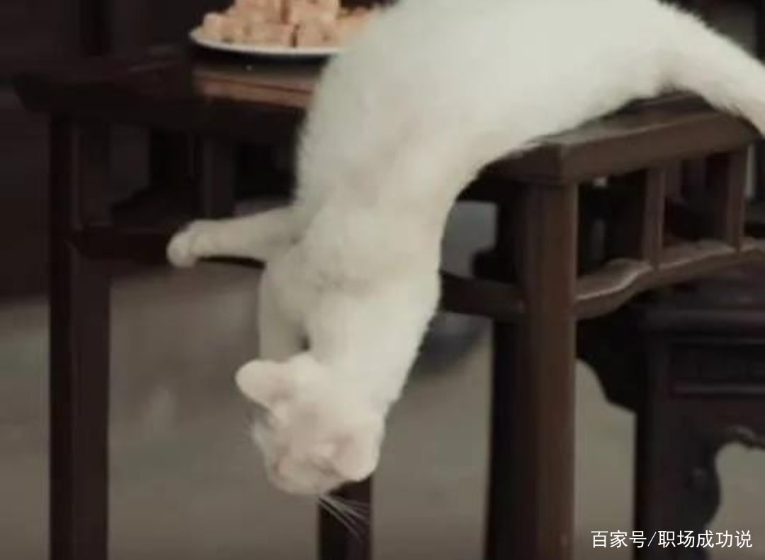 《当家主母》里的那只猫真的被毒死了吗？