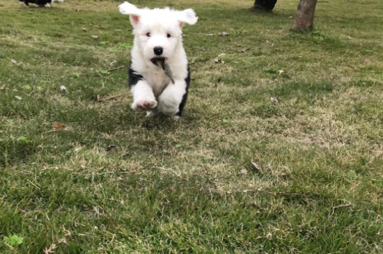 古牧幼犬价格是怎样的呢？不同地方古牧幼崽的价格如何呢？