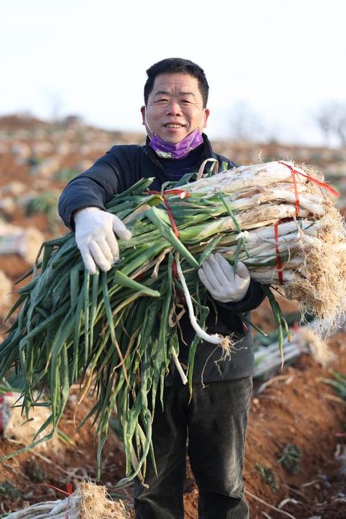 50万斤大葱滞销，曾驰援武汉的“大葱哥”急需帮助，为什么多地蔬菜滞销？