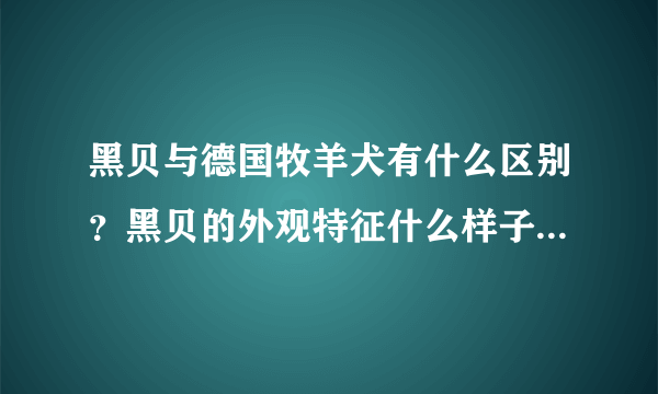 黑贝与德国牧羊犬有什么区别？黑贝的外观特征什么样子？请详细点。