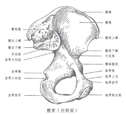 人体的坐骨到底在哪里？