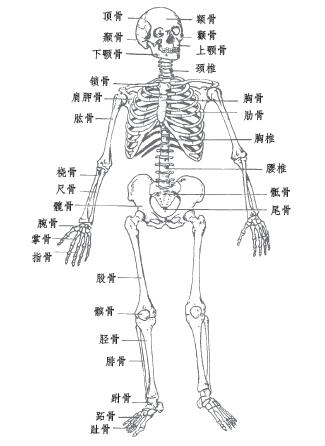 人体的坐骨到底在哪里？