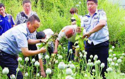 《刑法》规定非法种植多少株以上罂粟够成犯罪