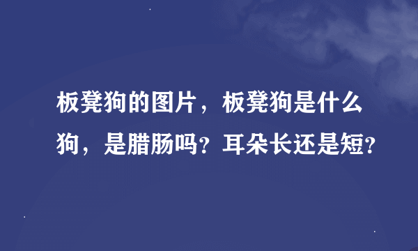 板凳狗的图片，板凳狗是什么狗，是腊肠吗？耳朵长还是短？