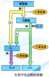 有氧呼吸的过程图解，分享一下吧