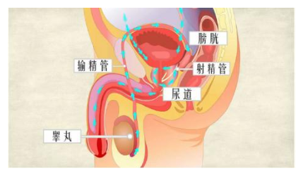 前列腺肥大是怎么回事