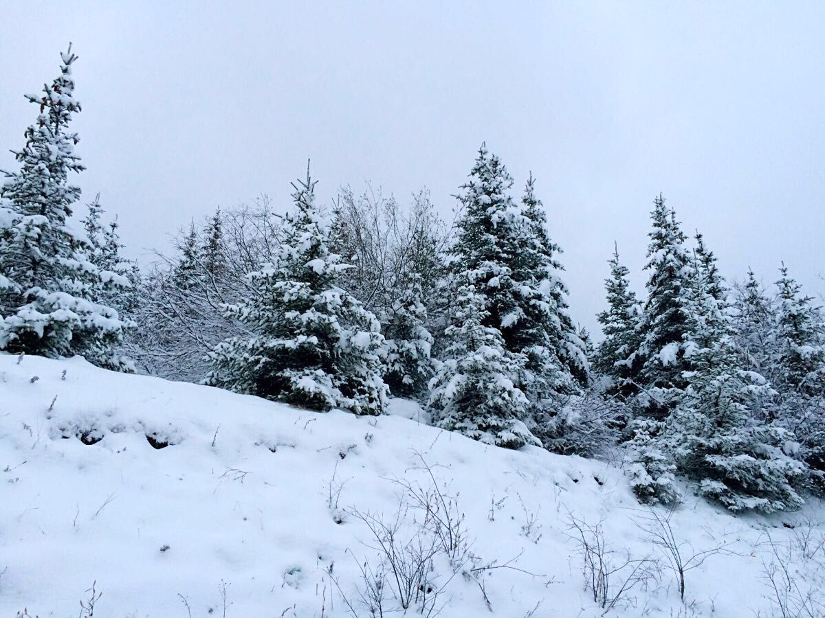 大雪压青松青松挺且直要知松高洁待到雪化时这首诗的意思是