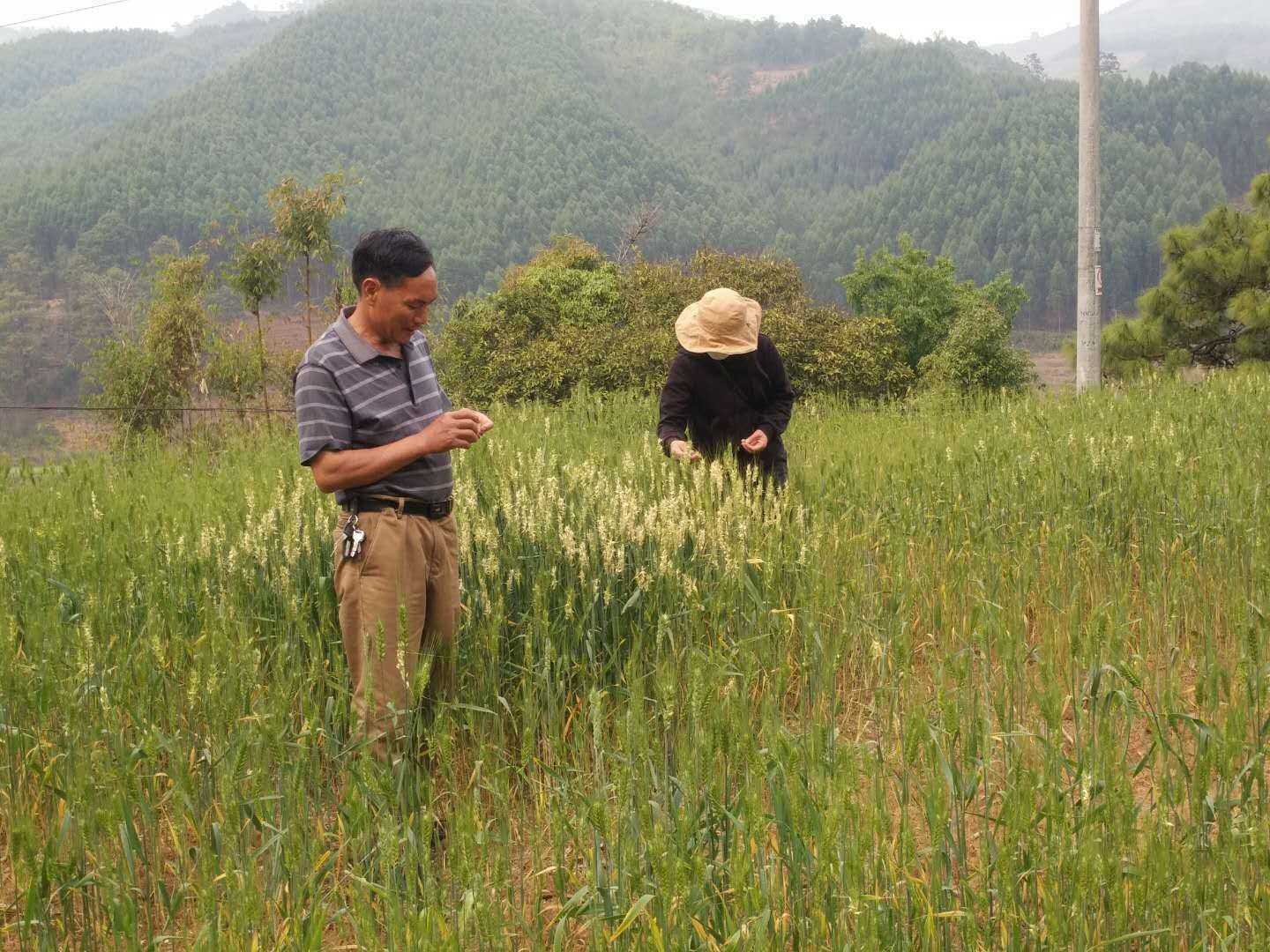 灭幼脲类农药包括哪些？