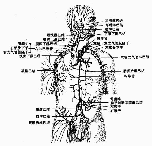 淋巴在人体的哪个部位?